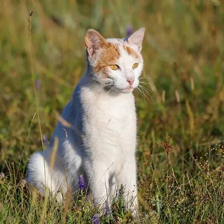 Didova Farma